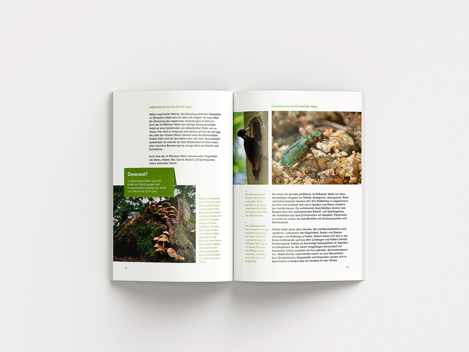 Die Lebensräume im Pöllwitzer Wald werden durch anschauliches Bildmaterial und Hintergrundinformationen illustriert  (© Papenfuss | Atelier)