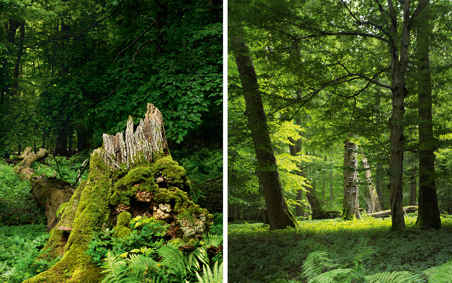 Naturfotos links das Titelfoto des Kalenders, rechts der urwüchsige Wald (© Papenfuss | Atelier)