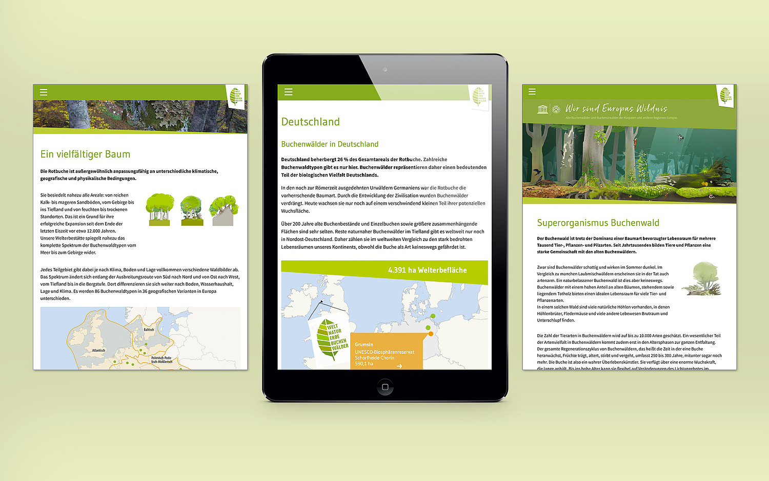 UNESCO Weltnaturerbe Alte Buchenwälder Webdesign Seitentemplates Neben den einzelnen Gebieten werden auch der besondere Wert sowie die Einzigartigkeit und Faszination der Welterbestätte mit weiteren Informationen erläutert. (© Papenfuss | Atelier)