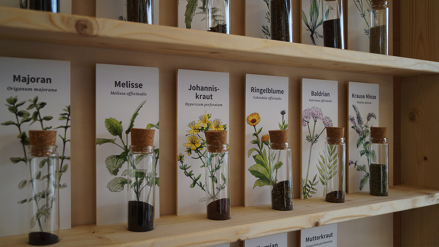 Die Saatgutsammlung präsentiert die verschiedenen Samen der Heilpflanzen. (© Papenfuss | Atelier)