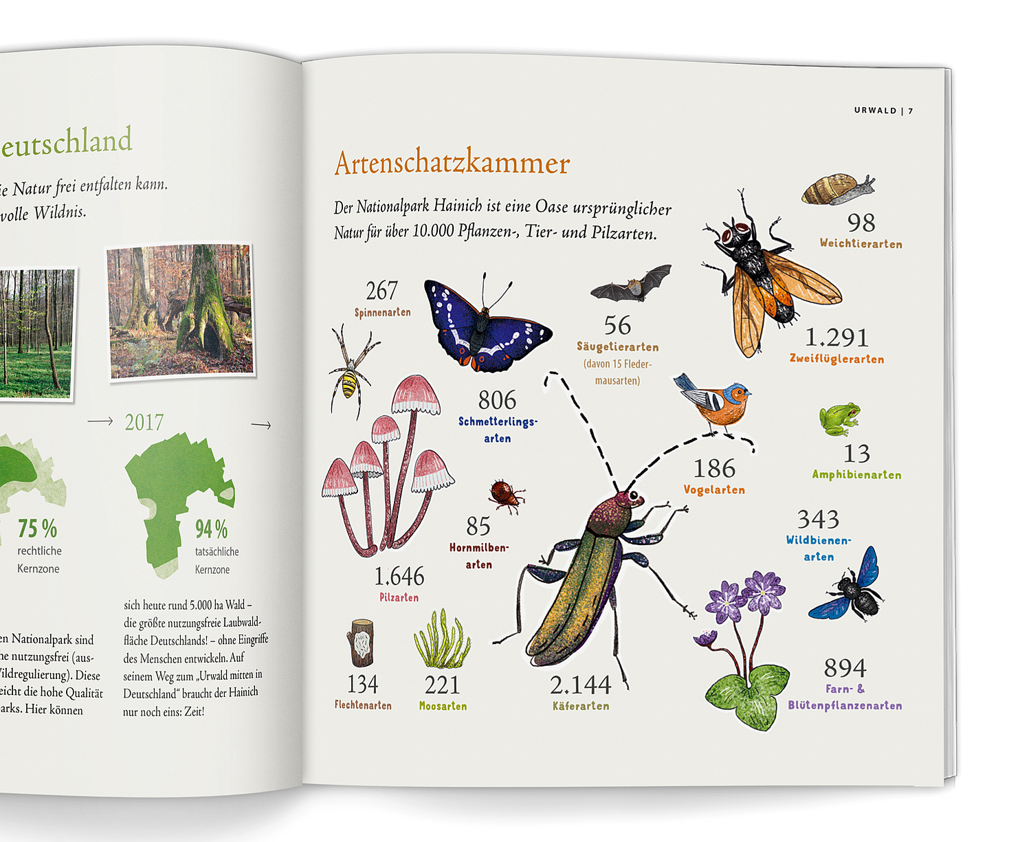 Kampagne 20 Jahre Nationalpark Hainich Illustration Artenvielfalt Ansicht auf eine Seite der Broschüre mit einer Infografik zur Artenvielfalt. (© Papenfuss | Atelier)