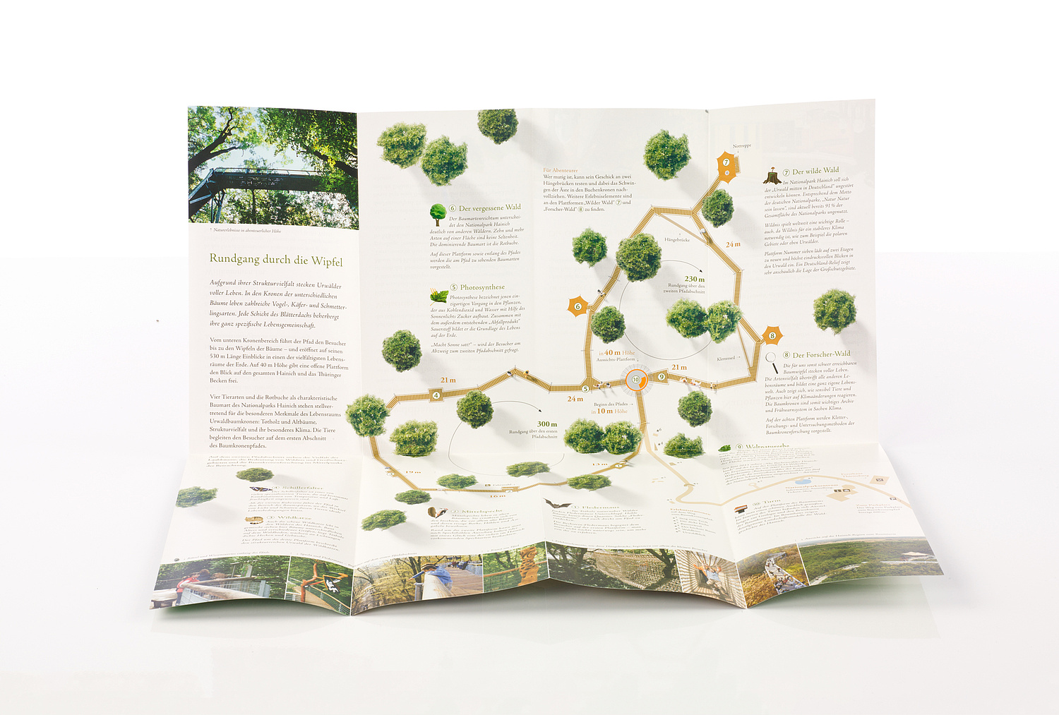 Nationalpark Hainich – Kommunikationsdesign – Faltblatt Baumkronenpfad Ansicht auf aufgeschlagenen Flyer Baumkronenpfad (© Papenfuss | Atelier)