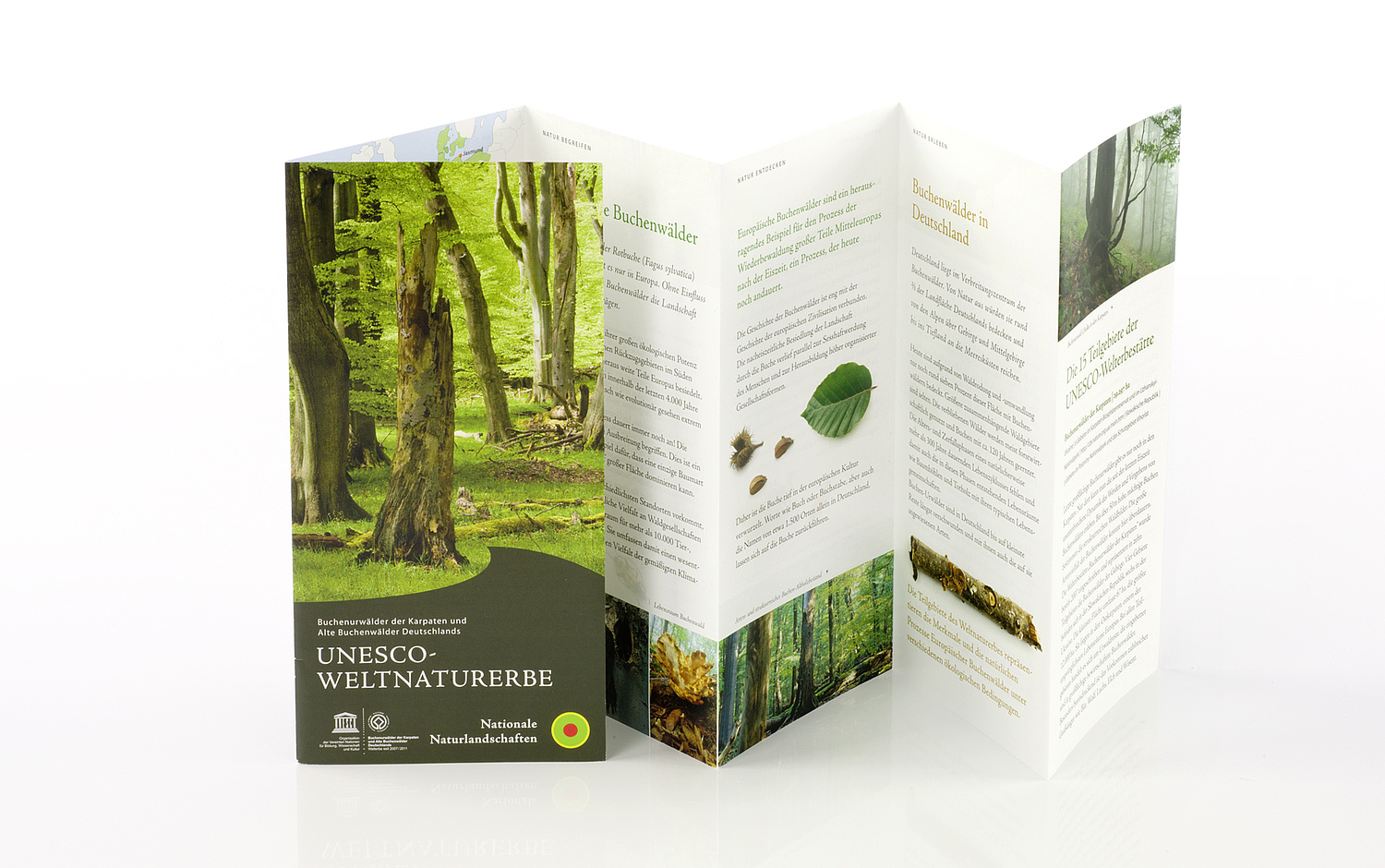 Das Bild zeigt das Faltblatt des UNESCO Weltnaturerbes "Buchenurwälder der Karpaten und Alte Buchenwälder Deutschlands". (© Papenfuss | Atelier)