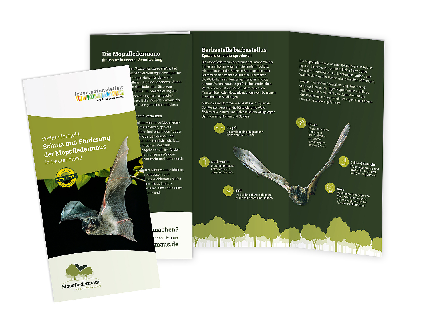 Corporate Design Flyer Mopsfledermaus (© Papenfuss | Atelier)