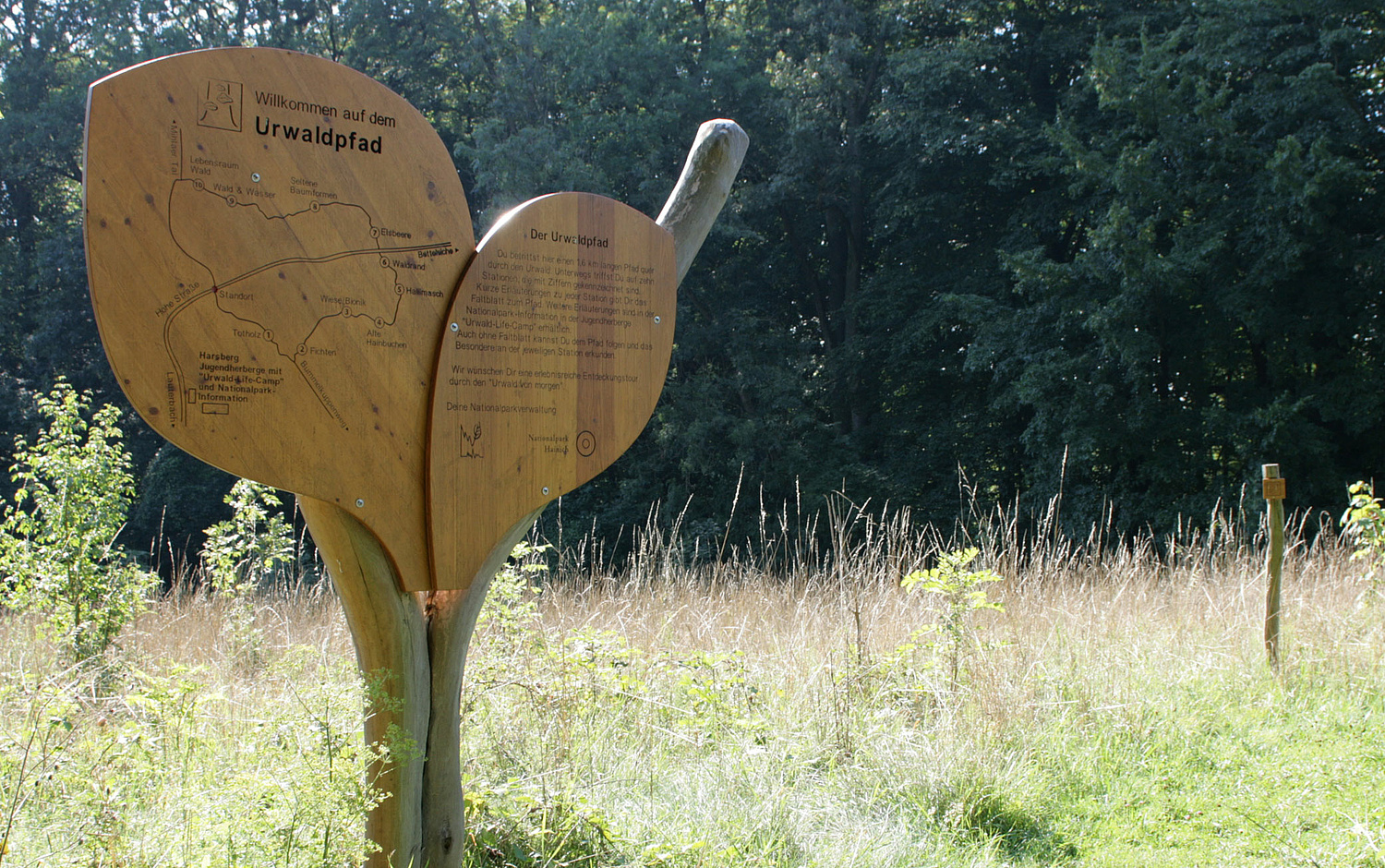 Das Bild zeigt die Tafel zum Urwaldpfad im Nationalpark Hanich (für Nationalpark Hainich, 2010–2014).  (© Papenfuss | Atelier)