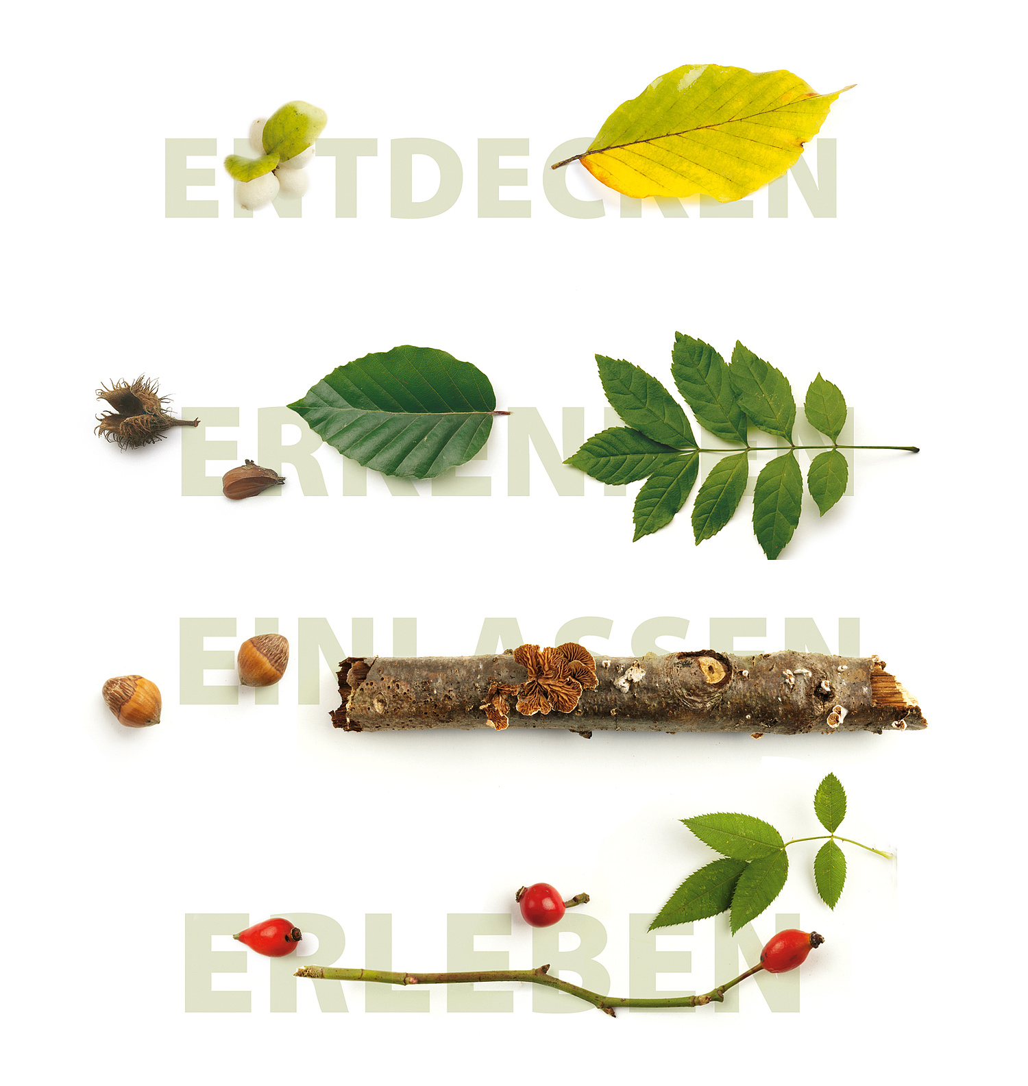 Nationalpark Hainich – Naturfotografie – Stills Die Aufforderungen Entdecken, Erkennen, Einlassen, Erleben werden durch Blätter und Waldfrüchte wie Eicheln und Beeren ergänzt. (© Papenfuss | Atelier)