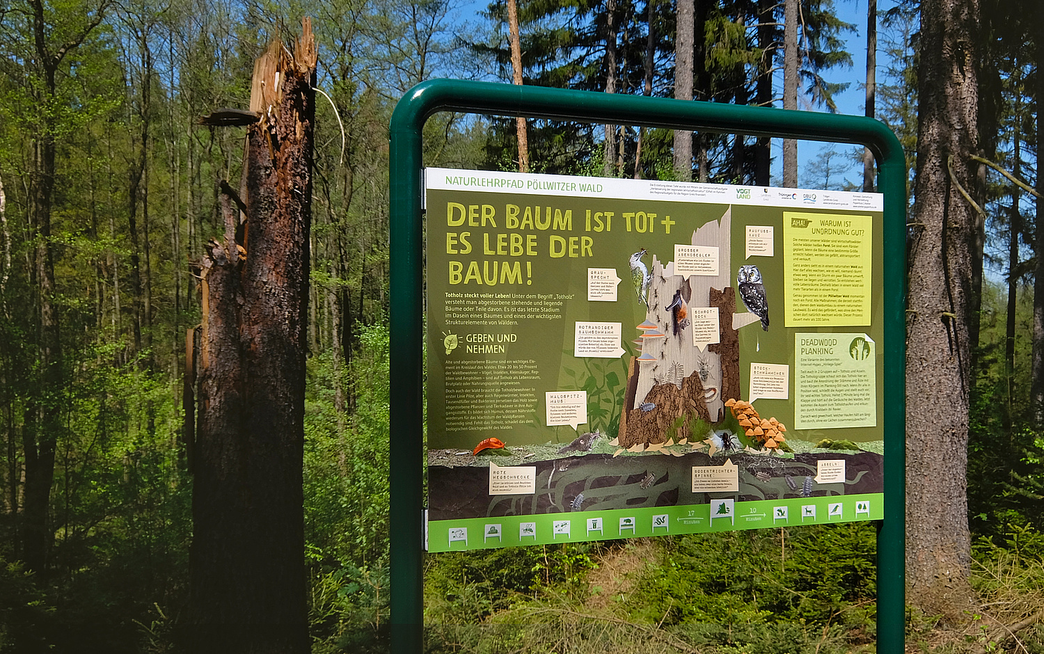 Das Bild zeigt eine Schautafel des Naturlehrpfades (für Landratsamt Greiz, 2016). (© Papenfuss | Atelier)