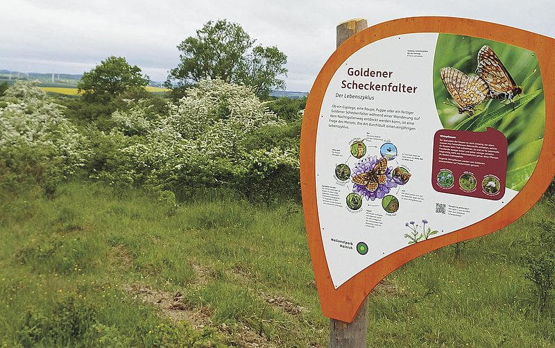 Das Bild zeigt die Tafel zum Scheckenfalter im Nationalpark Hainich am Rundweg Wilde Weide.