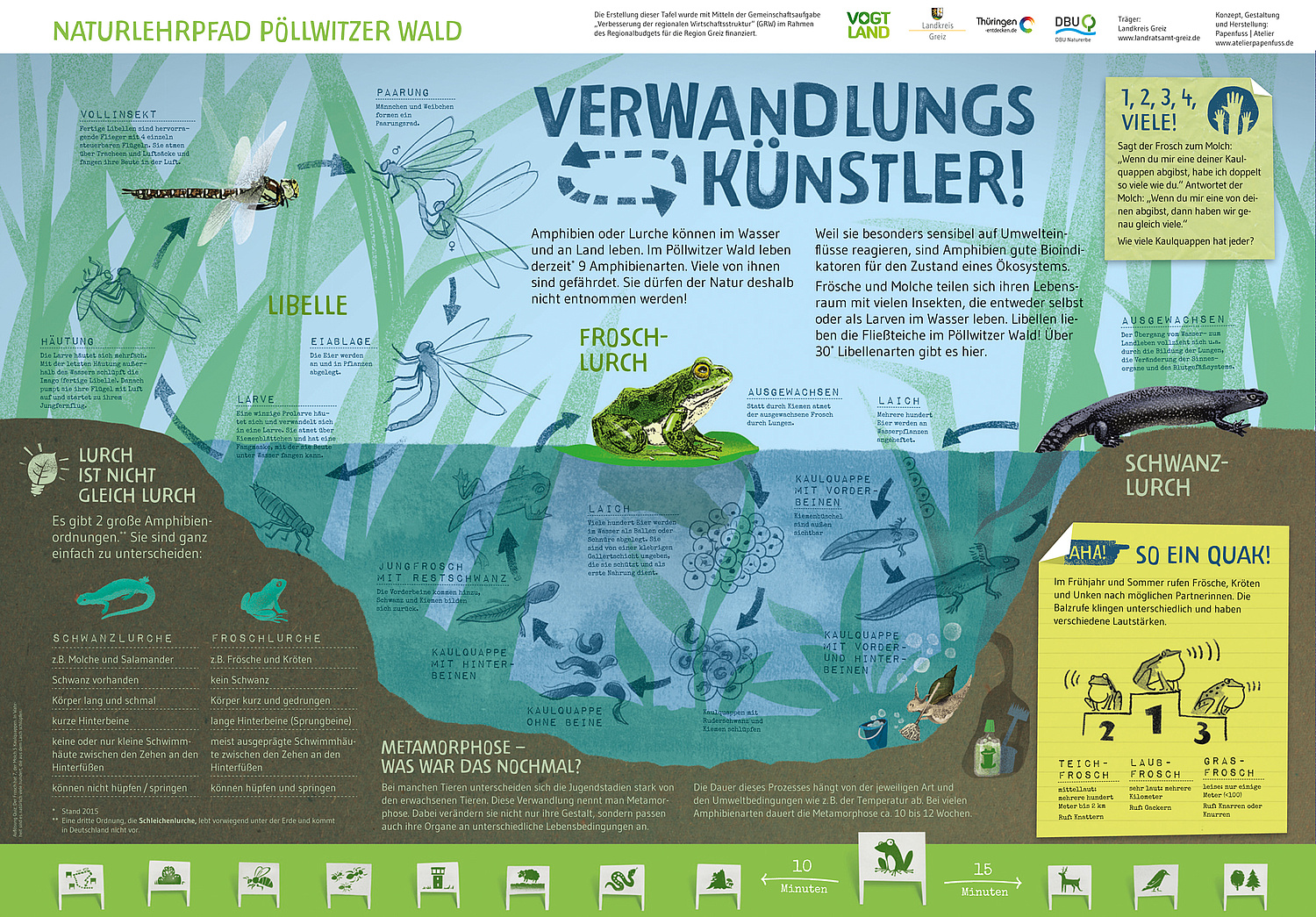 Schautafel Amphibien Das Bild zeigt die Schautafel "Amphibien" (Naturlehrpfad, Landratsamt Greiz, 2016). (© Papenfuss | Atelier)
