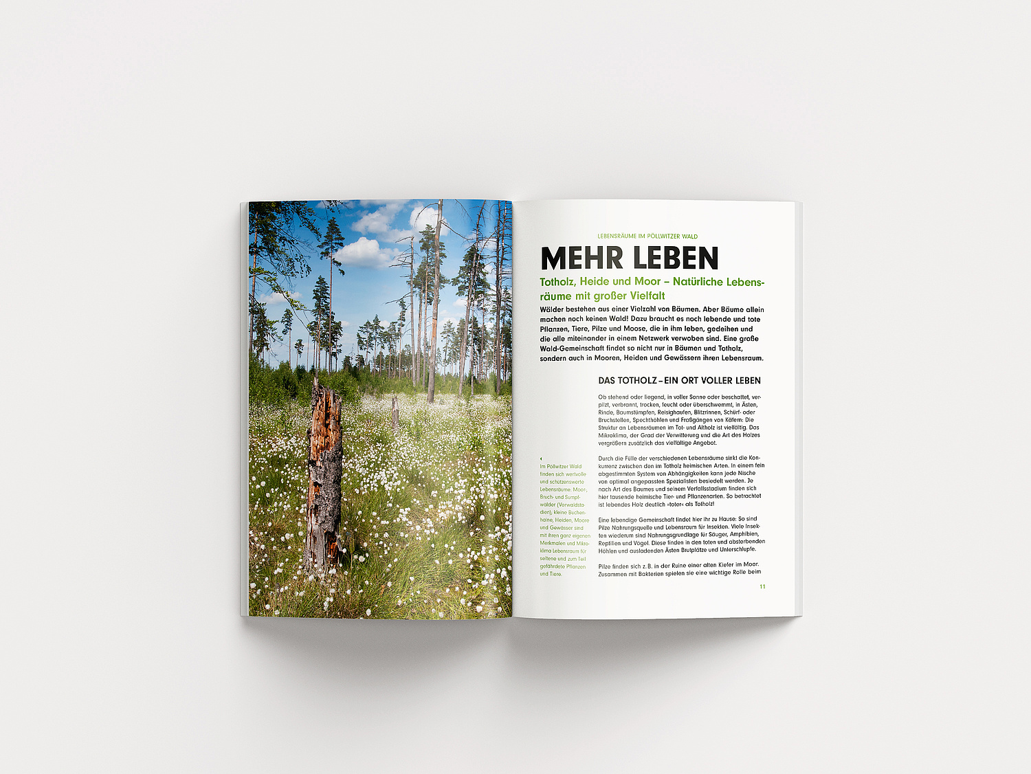 Wildes Wandern Broschüre Doppelseite 01 Vielseitige Informationen runden den Spaziergang im Pöllwitzer Wald ab (© Papenfuss | Atelier)