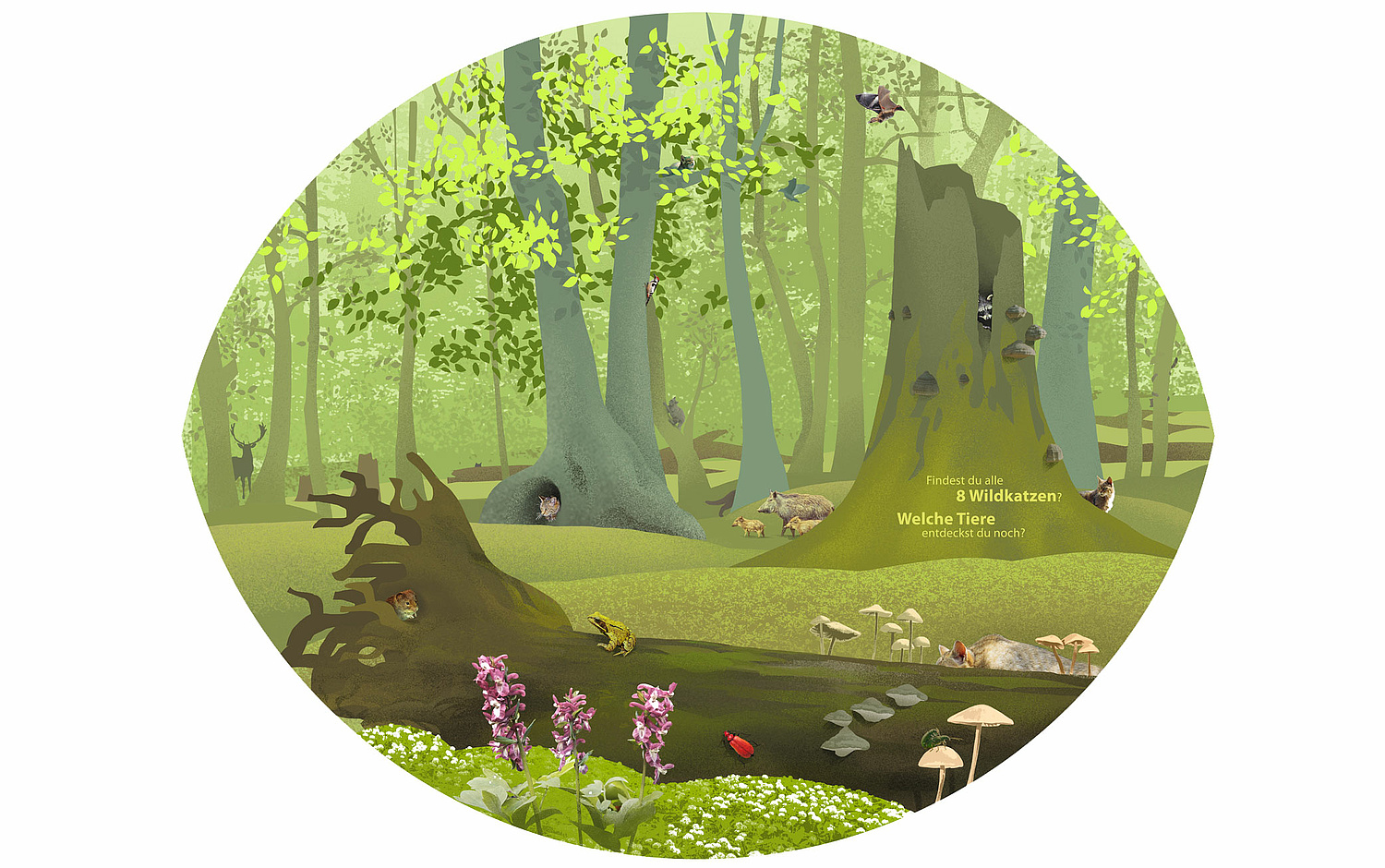 Ausstellung Welterberegion Wartburg Hainich Das Bild zeigt eine Ansicht des Wildkatzensuchbildes (für Nationalpark Hainich, 2016). (© Papenfuss | Atelier)