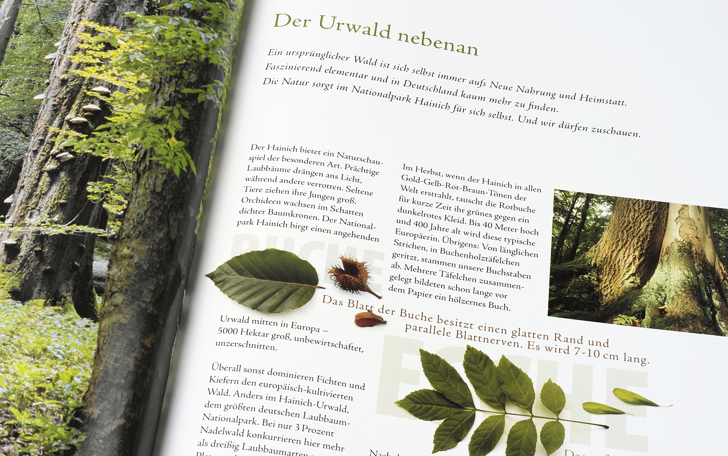 Nationalpark Hainich – Kommunikationsdesign – Printprodukte Ausschnitt der fotografierten Broschüre mit dem Kapitel "Der Urwald nebenan" (© Papenfuss | Atelier)
