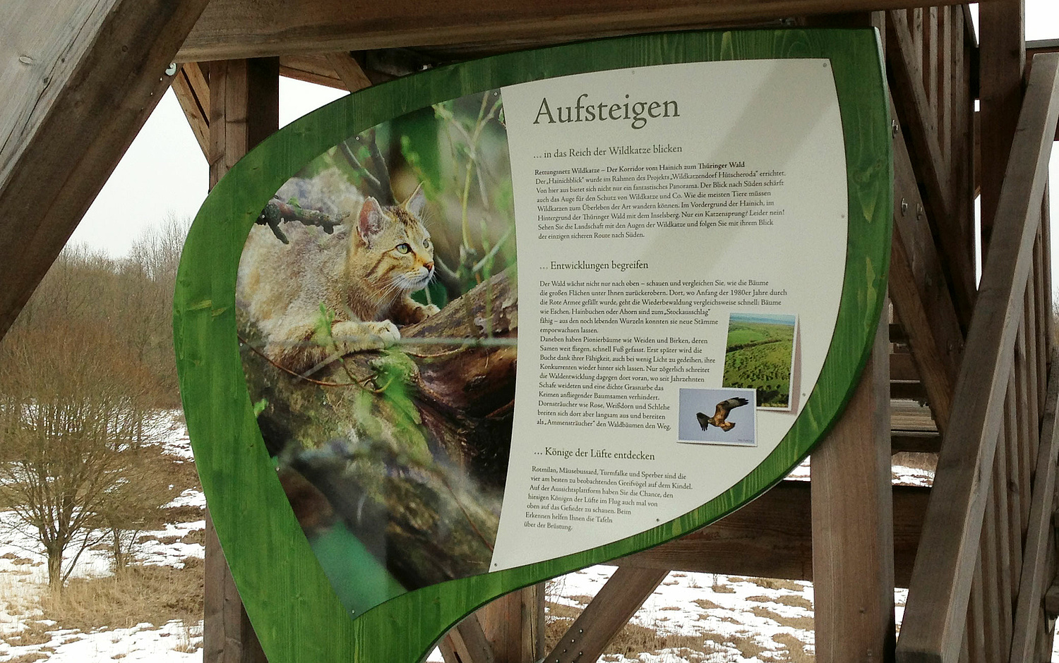Das Bild zeigt eine Detailansicht der Infotafel '"Aufsteigen mit der Wildkatze" (für Nationalpark Hainich, 2010–2014).  (© Papenfuss | Atelier)