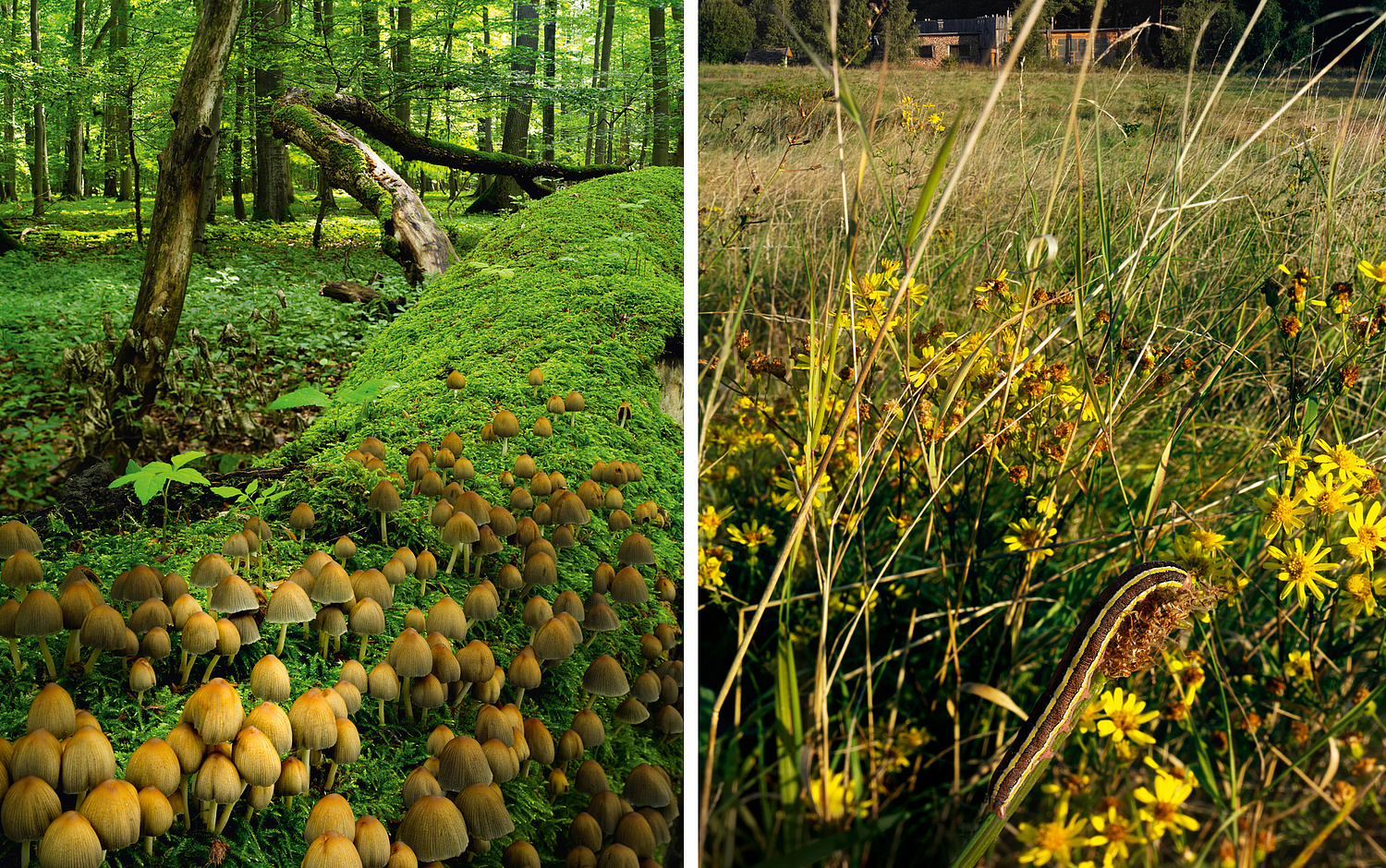 Bild mit zwei Naturfotografien Totholz-Pilzen und Umweltbildungsstation.  (© Papenfuss | Atelier)