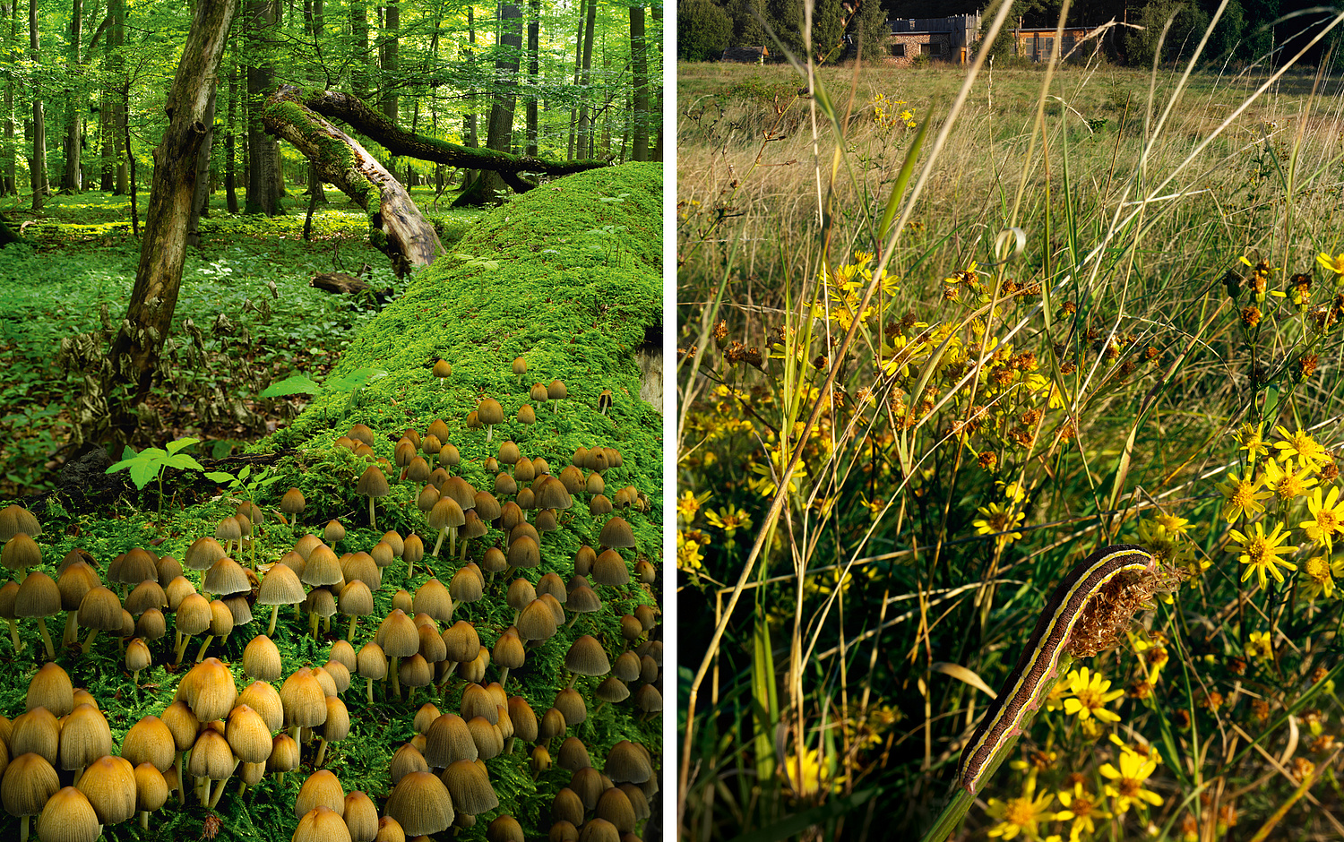 Nationalpark Hainich – Naturfotografie Bild mit zwei Naturfotografien Totholz-Pilzen und Umweltbildungsstation. (© Papenfuss | Atelier)