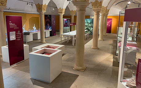 Blick in die Ausstellung „BROMACKER lab – Entdecke die Urzeit!“ auf Schloss Friedenstein Gotha
