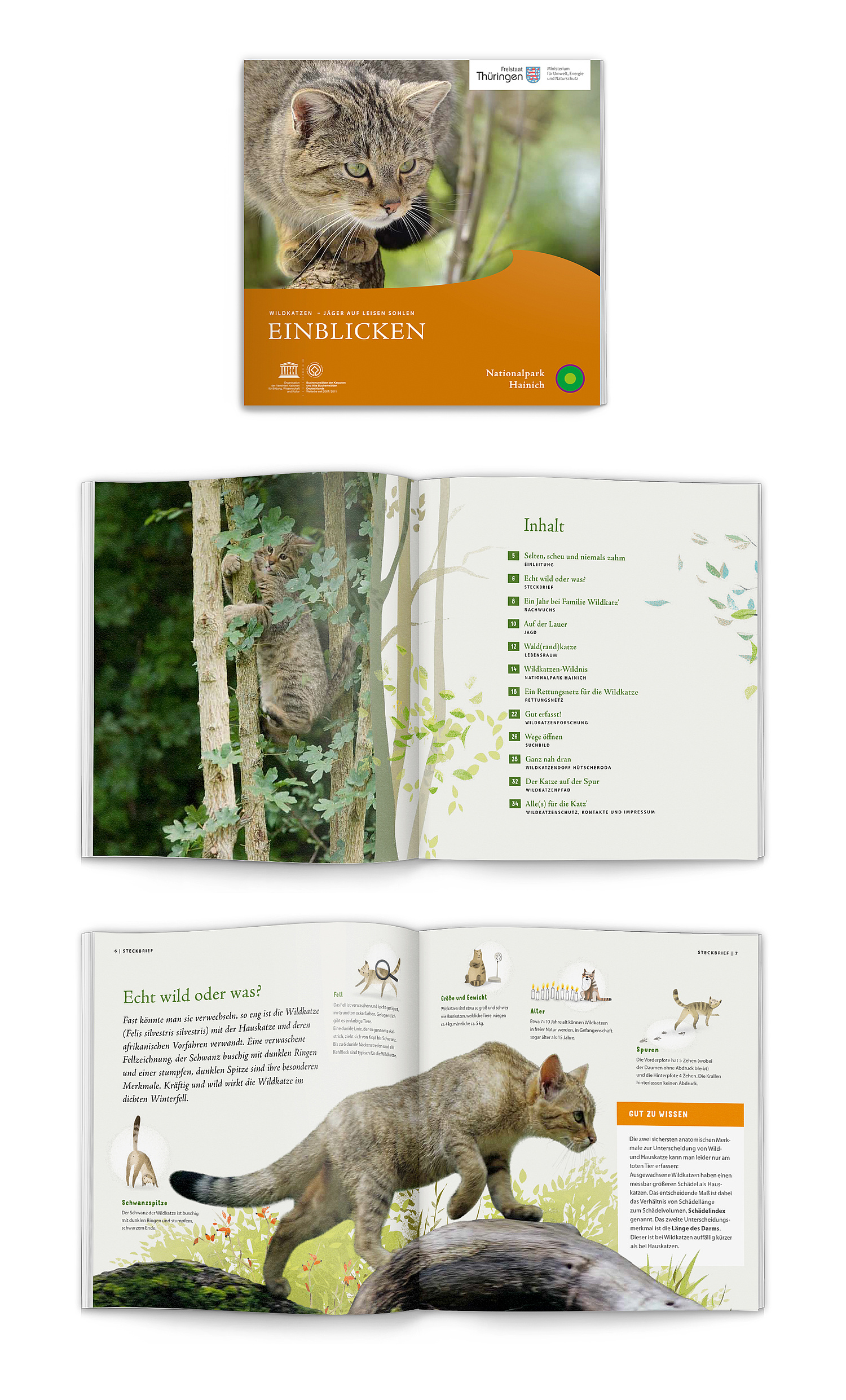 Das Bild zeigt den Titel und zwei Innenseiten aus der Wildkatzenbroschüre. (© Papenfuss | Atelier)