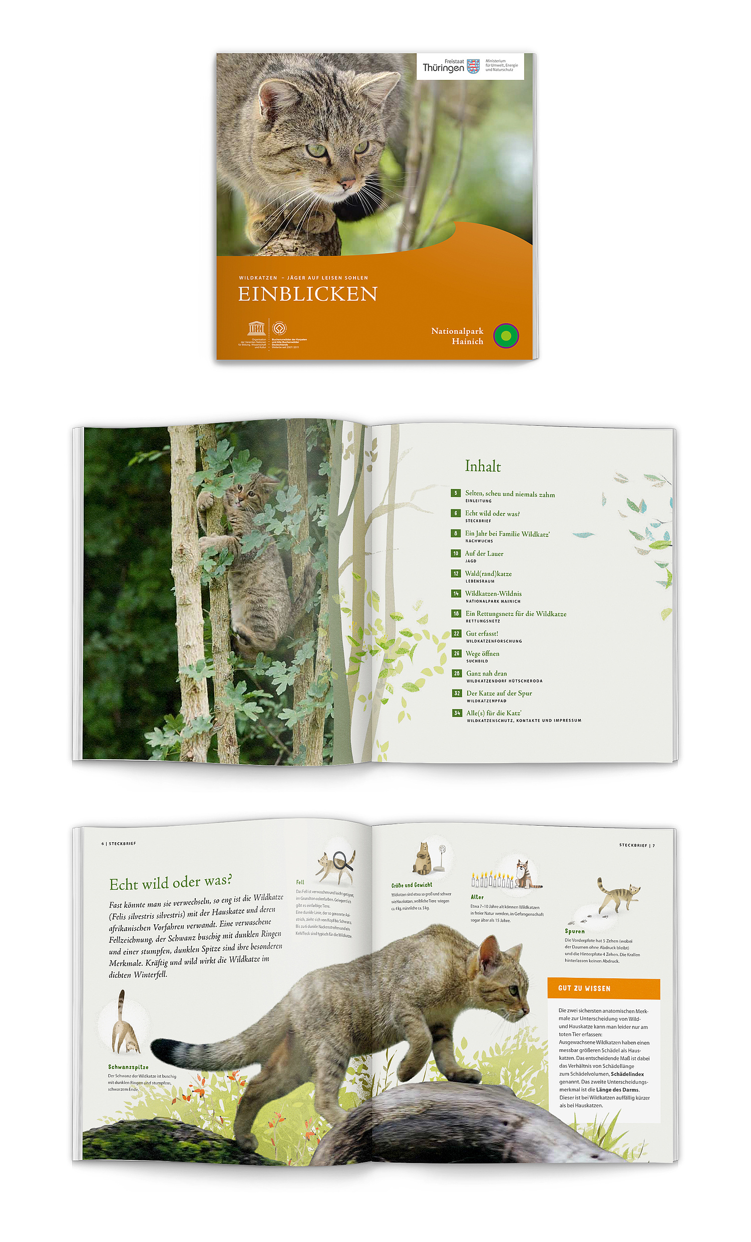 Nationalpark Hainich Broschüre Wildkatze Gestaltung Das Bild zeigt den Titel und zwei Innenseiten aus der Wildkatzenbroschüre. (© Papenfuss | Atelier)