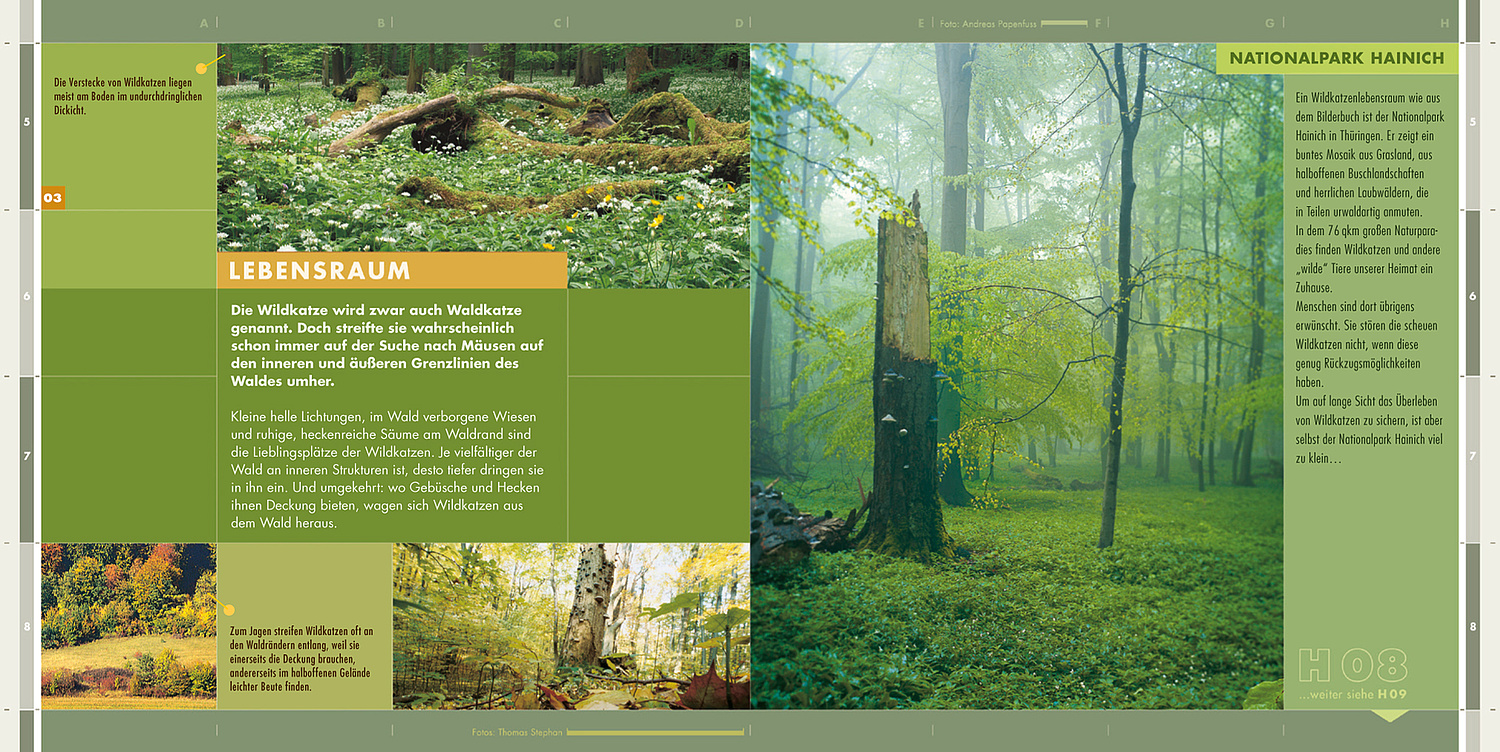 Das Bild zeigt eine Detailansicht aus der Broschüre "Rettungsnetz Wildkatze" (für BUND, 2005). (© Papenfuss | Atelier)